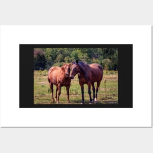 Horses on Pereau Rd Posters and Art